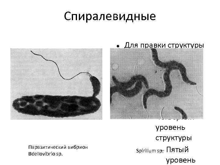 Спиралевидные Для правки структуры щелкните мышью Второй уровень структуры Третий уровень структуры Четвёртый уровень