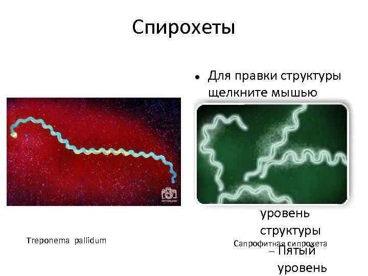 Спирохеты Для правки структуры щелкните мышью Второй уровень структуры Третий уровень структуры Четвёртый уровень