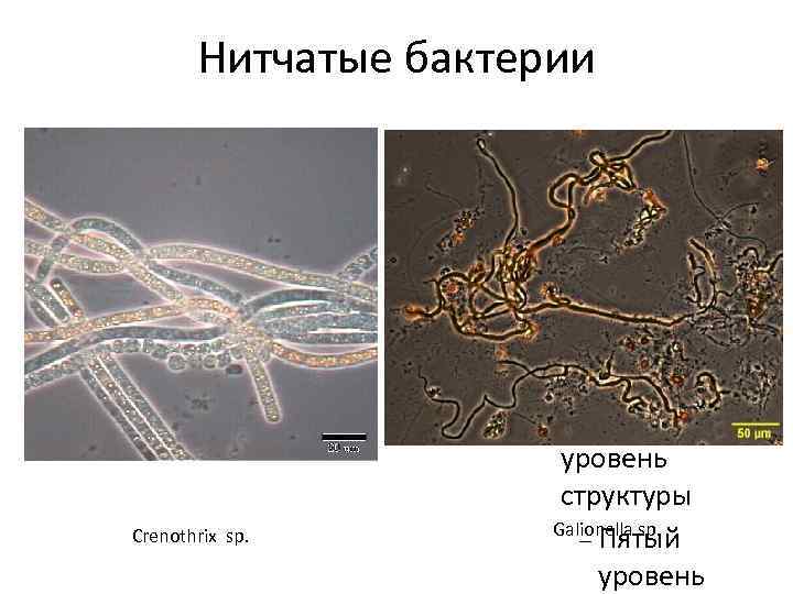 Нитчатые бактерии Для правки структуры щелкните мышью Второй уровень структуры Третий уровень структуры Crenothrix