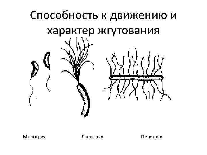 Способность к движению и характер жгутования Монотрих Лофотрих Перетрих 