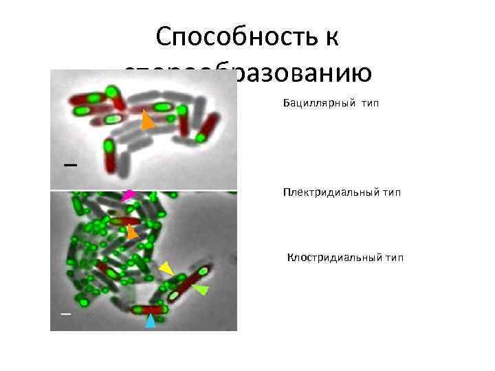 Способность к спорообразованию Бациллярный тип Плектридиальный тип Клостридиальный тип 