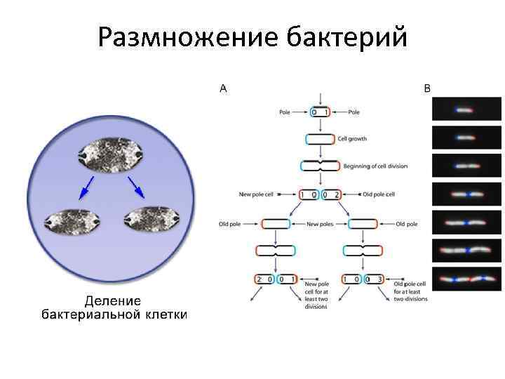 Как размножаются бактерии