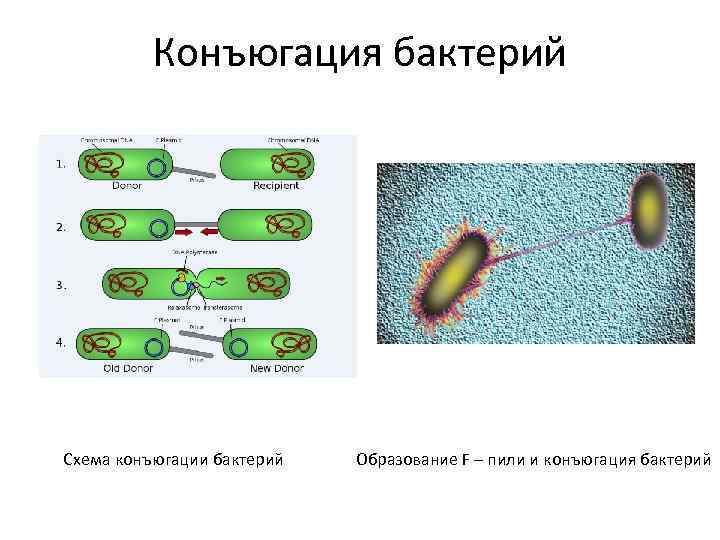 Конъюгация у инфузорий это