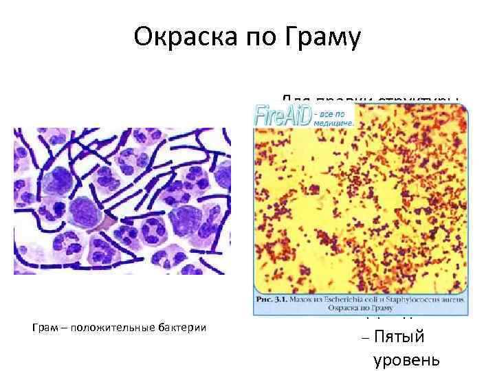 Окраска по Граму Для правки структуры щелкните мышью Второй уровень структуры Третий уровень структуры