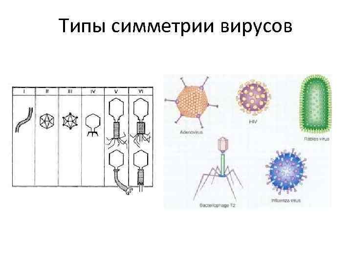 Типы симметрии вирусов 