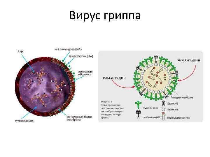 Вирус гриппа 