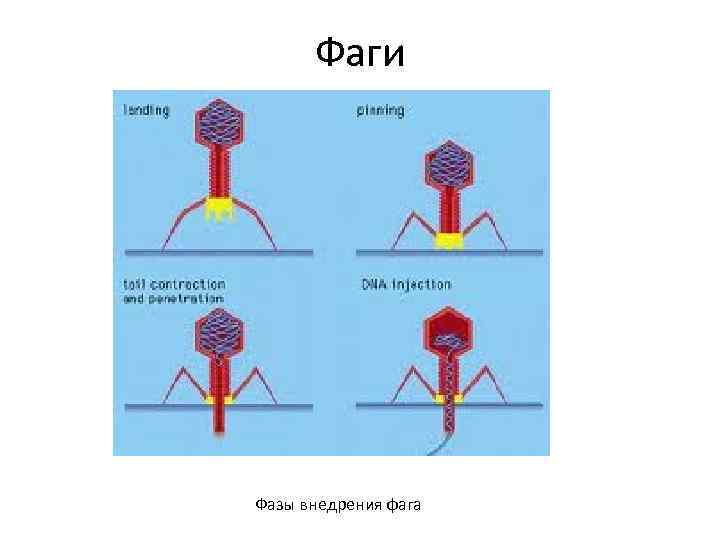 Фаги Фазы внедрения фага 