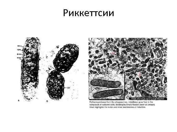 Риккеттсии 