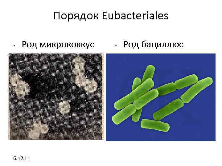 Порядок Eubacteriales • Род микрококкус 6. 12. 11 • Род бациллюс 