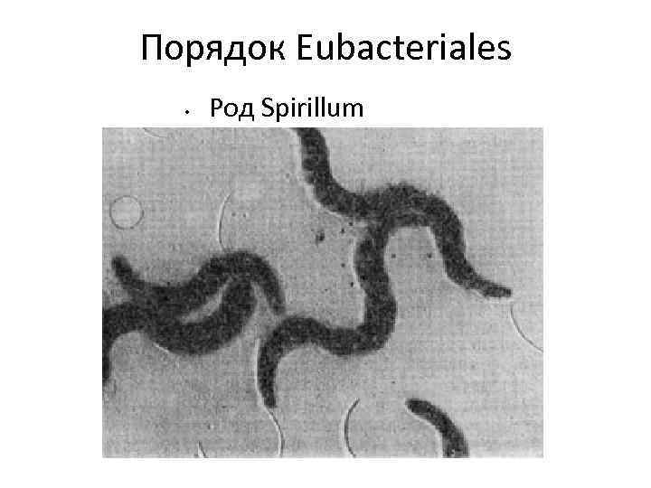 Порядок Eubacteriales • Род Spirillum 