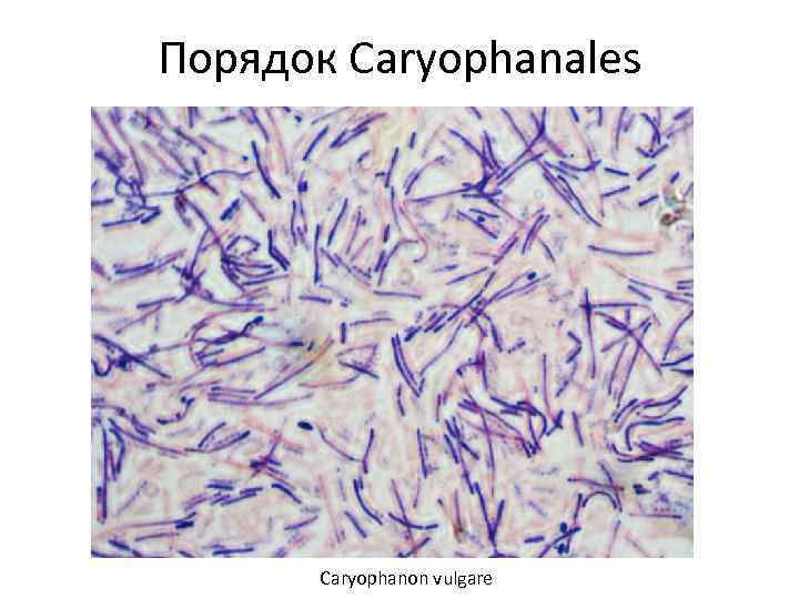 Порядок Caryophanales Caryophanon vulgare 