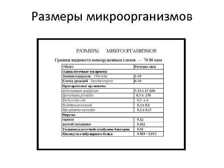 Размеры микроорганизмов 