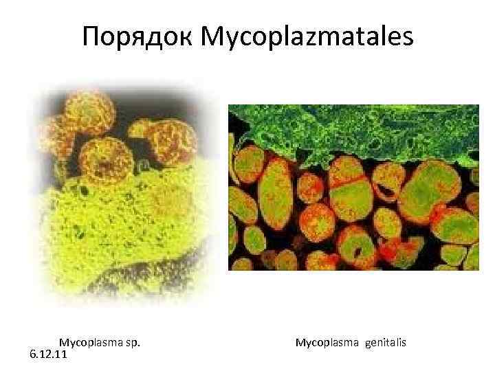 Порядок Mycoplazmatales Mycoplasma sp. 6. 12. 11 Mycoplasma genitalis 