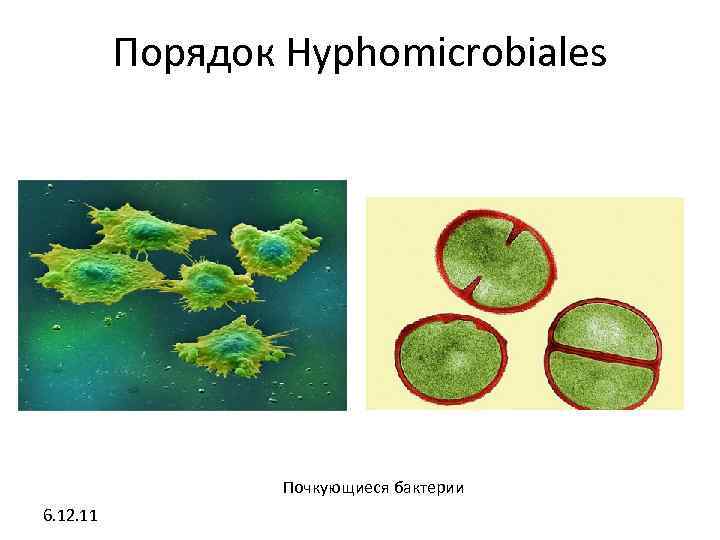 Порядок Hyphomicrobiales Почкующиеся бактерии 6. 12. 11 