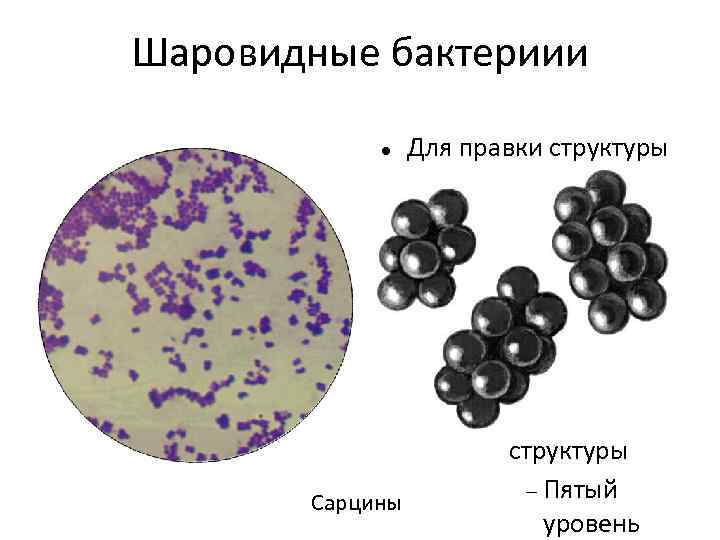 Шаровидные бактериии Для правки структуры щелкните мышью Второй уровень структуры Третий уровень структуры Сарцины