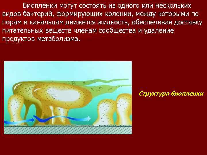 Биопленки могут состоять из одного или нескольких видов бактерий, формирующих колонии, между которыми по