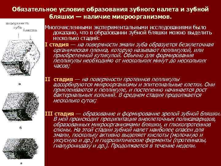 Обязательное условие образования зубного налета и зубной бляшки — наличие микроорганизмов. Многочисленными экспериментальными исследованиями
