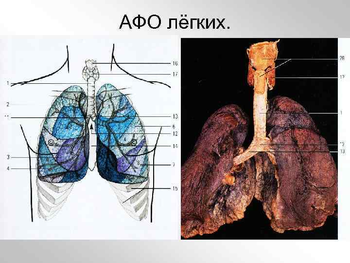 АФО лёгких. 