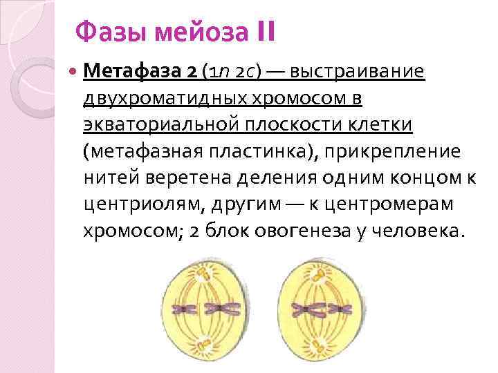 Фазы мейоза II Метафаза 2 (1 n 2 c) — выстраивание двухроматидных хромосом в