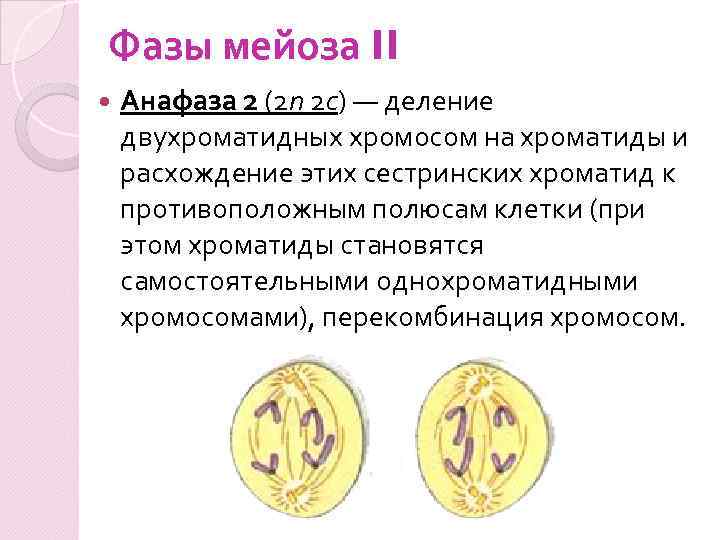 Фазы мейоза II Анафаза 2 (2 n 2 с) — деление двухроматидных хромосом на