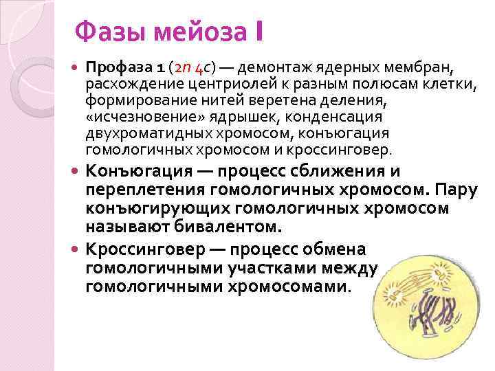 Фазы мейоза I Профаза 1 (2 n 4 c) — демонтаж ядерных мембран, расхождение