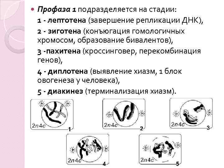  Профаза 1 подразделяется на стадии: 1 - лептотена (завершение репликации ДНК), 2 -