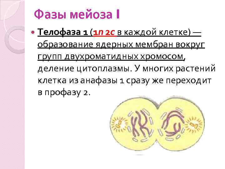 Фазы мейоза I Телофаза 1 (1 n 2 c в каждой клетке) — образование