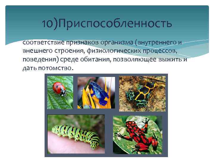 10)Приспособленность соответствие признаков организма (внутреннего и внешнего строения, физиологических процессов, поведения) среде обитания, позволяющее