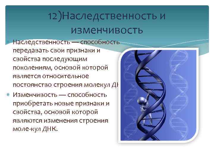 12)Наследственность и изменчивость Наследственность — способность передавать свои признаки и свойства последующим поколениям, основой