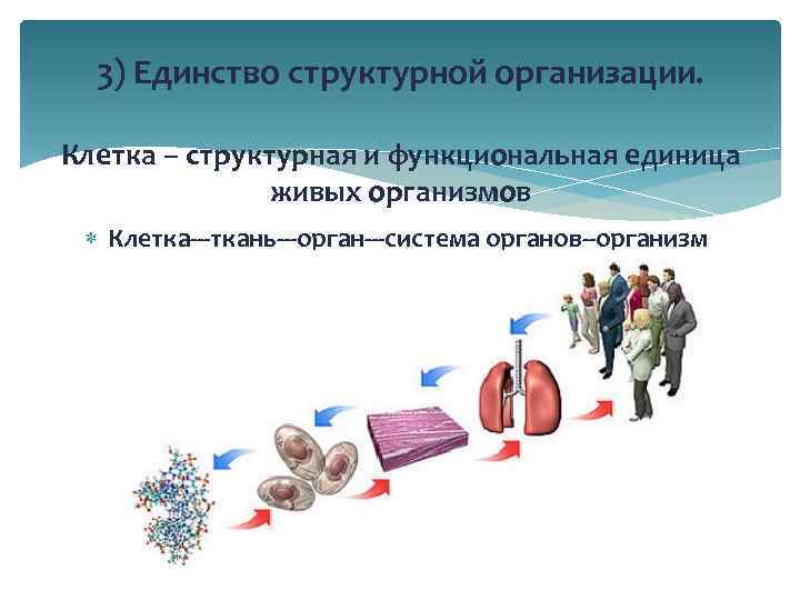 3) Единство структурной организации. Клетка – структурная и функциональная единица живых организмов Клетка---ткань---орган---система органов--организм