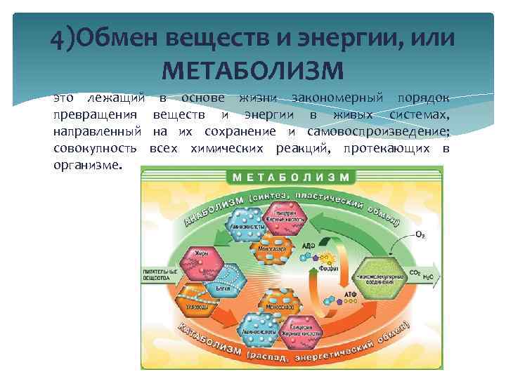 Какое общее свойство живых систем иллюстрирует данная схема