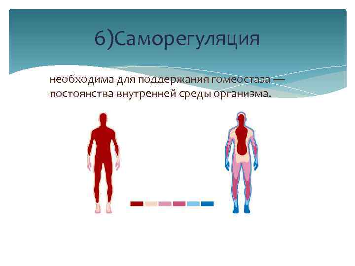 6)Саморегуляция необходима для поддержания гомеостаза — постоянства внутренней среды организма. 