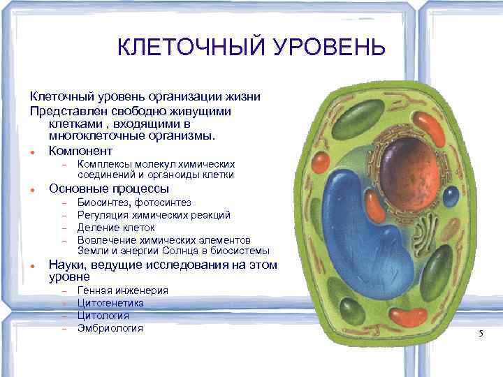 Минимальным уровнем организации жизни