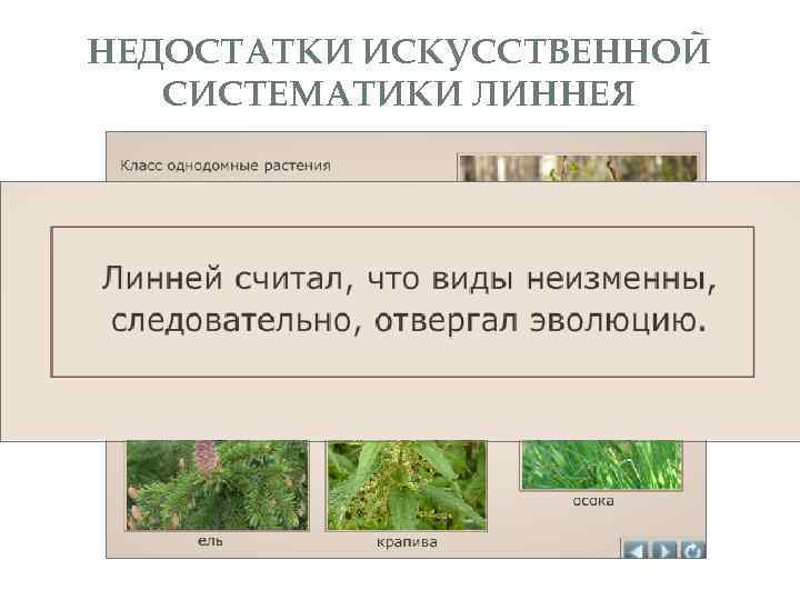 НЕДОСТАТКИ ИСКУССТВЕННОЙ СИСТЕМАТИКИ ЛИННЕЯ 
