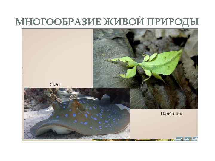 МНОГООБРАЗИЕ ЖИВОЙ ПРИРОДЫ 