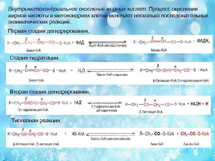 Внутримитохондриальное окисление жирных кислот. Процесс окисления жирной кислоты в митохондриях клетки включает несколько последовательных