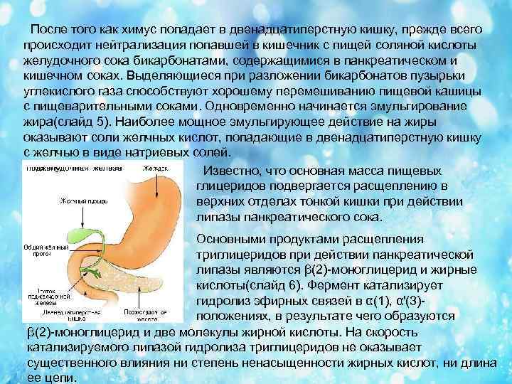 После того как химус попадает в двенадцатиперстную кишку, прежде всего происходит нейтрализация попавшей в