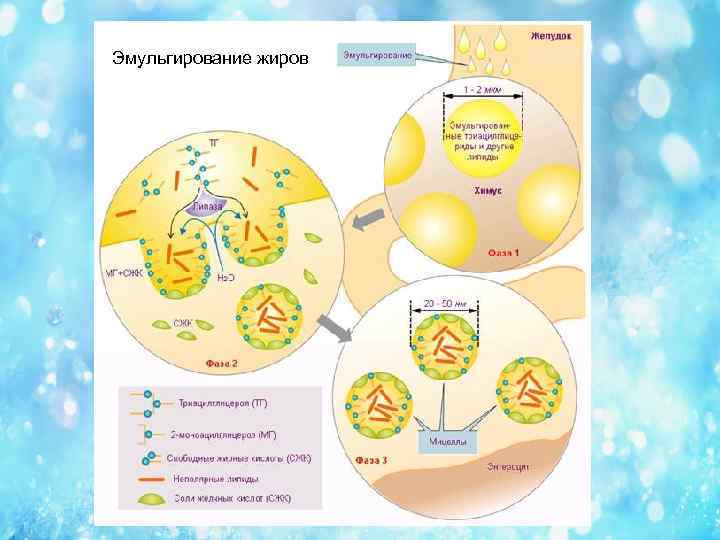 Эмульгирование жиров схема