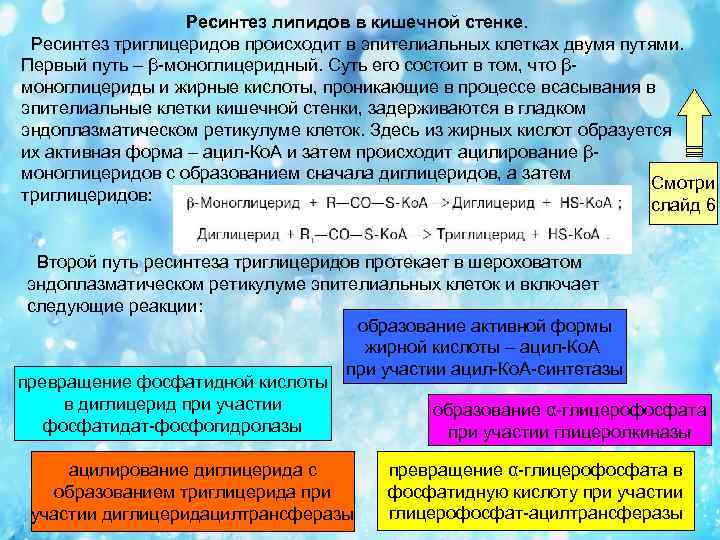 Ресинтез липидов в кишечной стенке. Ресинтез триглицеридов происходит в эпителиальных клетках двумя путями. Первый