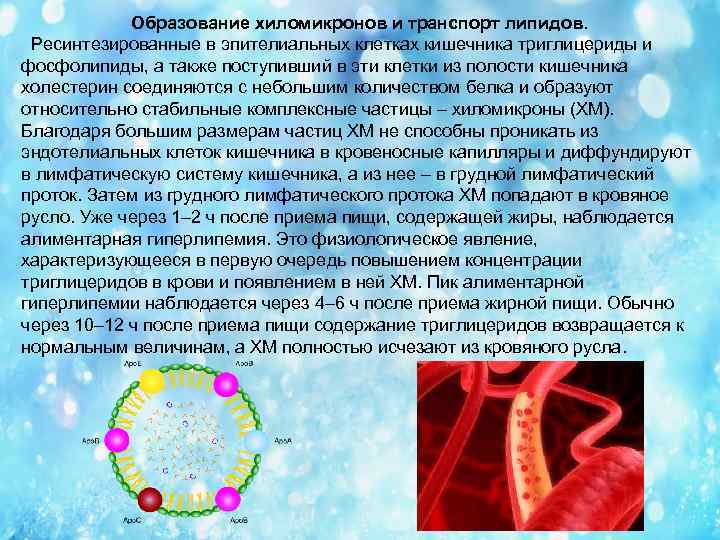 Образование хиломикронов и транспорт липидов. Ресинтезированные в эпителиальных клетках кишечника триглицериды и фосфолипиды, а