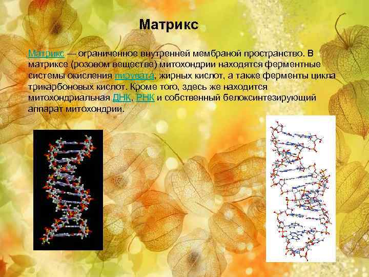 Матрикс митохондрий. Митохондриальный Матрикс. Матрикс биология. Ферменты матрикса митохондрий. Матрикс это в биологии митохондрии.