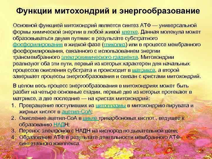 Функции митохондрий и энергообразование Основной функцией митохондрий является синтез АТФ — универсальной формы химической