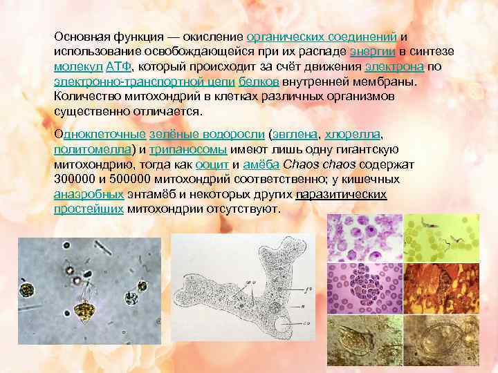  Основная функция — окисление органических соединений и использование освобождающейся при их распаде энергии