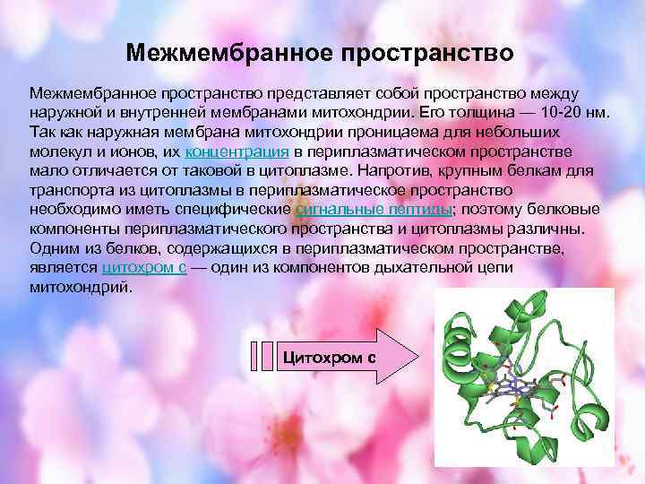 Межмембранное пространство представляет собой пространство между наружной и внутренней мембранами митохондрии. Его толщина —
