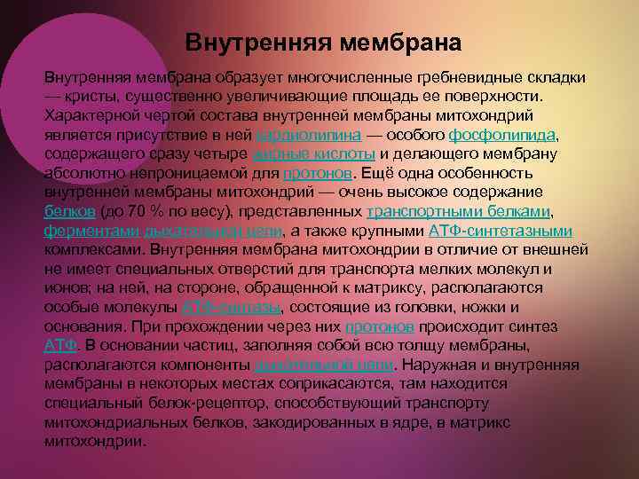 Внутренняя мембрана образует многочисленные гребневидные складки — кристы, существенно увеличивающие площадь ее поверхности. Характерной
