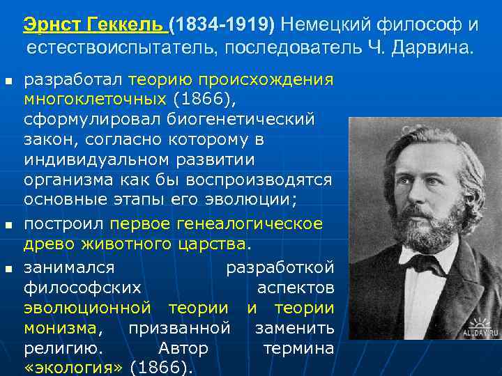 Эрнст Геккель (1834 -1919) Немецкий философ и естествоиспытатель, последователь Ч. Дарвина. n n n