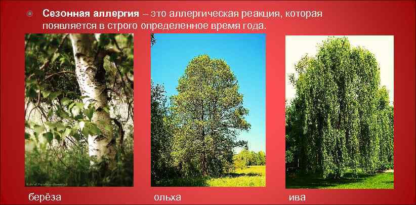  Сезонная аллергия – это аллергическая реакция, которая появляется в строго определенное время года.