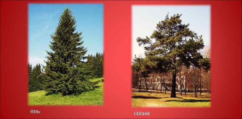 ель сосна 