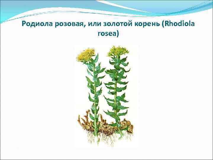 Родиола розовая, или золотой корень (Rhodiola rosea) 