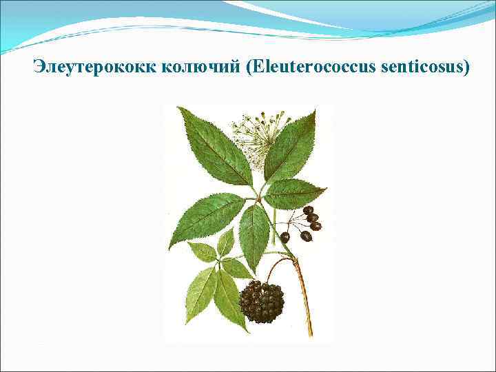 Элеутерококк колючий (Eleuterococcus senticosus) 